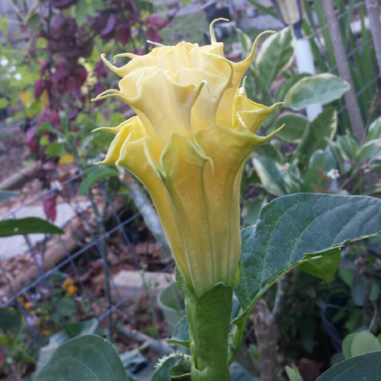 Plant image Datura