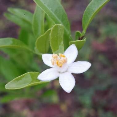 Citrus reticulata syn. Citrus tangerina