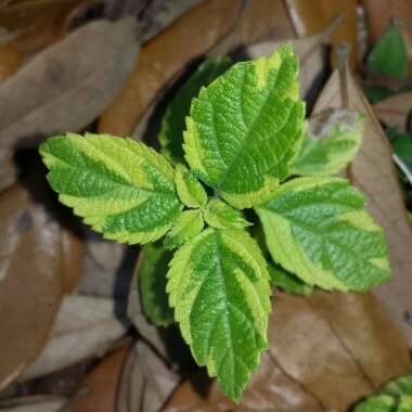 Lantana camara