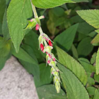 Salvia elegans 'Pineapple Sage'