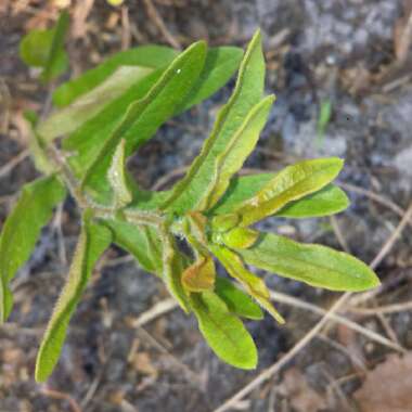 Asclepias tuberosa