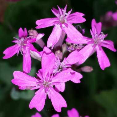 Silene armeria