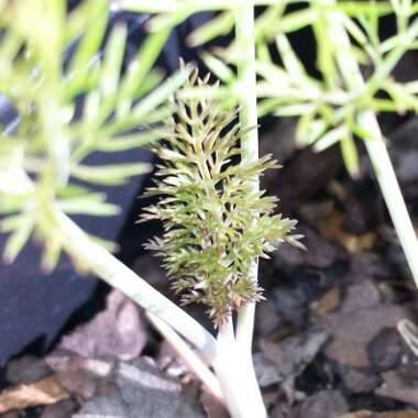 Foeniculum vulgare