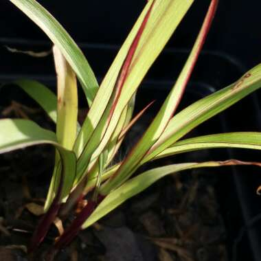 Pennisetum glaucum 'Purple Majesty'