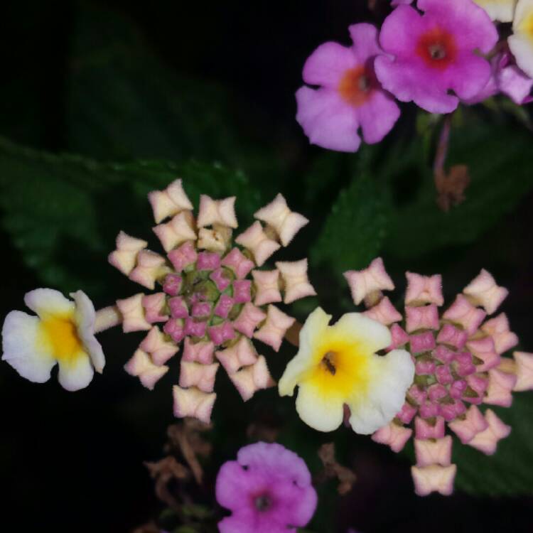 Plant image Lantana Camara 'Bonita'