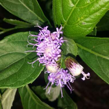 Ageratum houstonianum