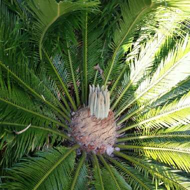 Cycas