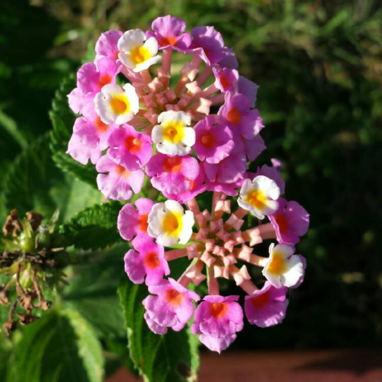 Plant image Lantana Camara 'Bonita'