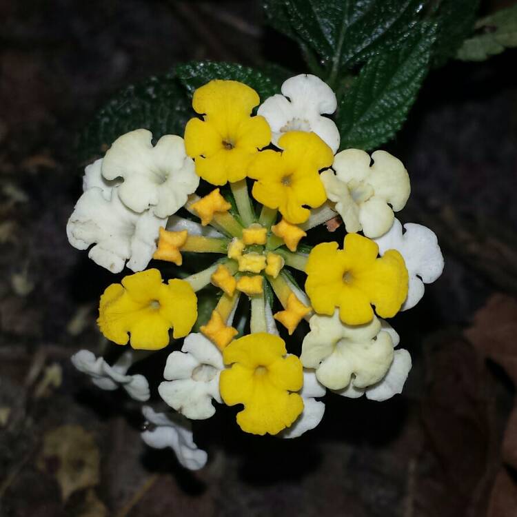 Plant image Lantana camara 'Dwarf yellow'