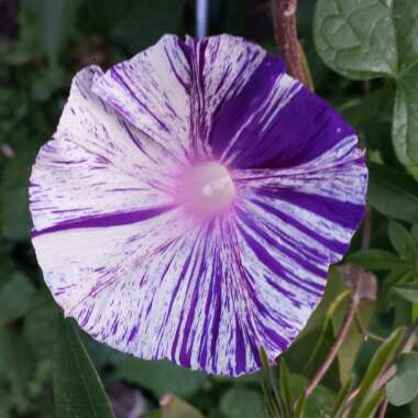 Ipomoea Purpurea Carnevale Di Venezia