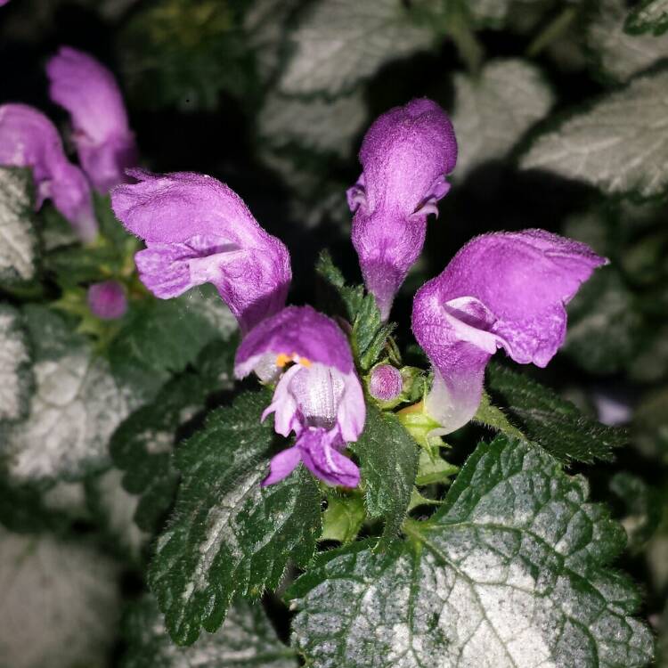 Plant image Lamium