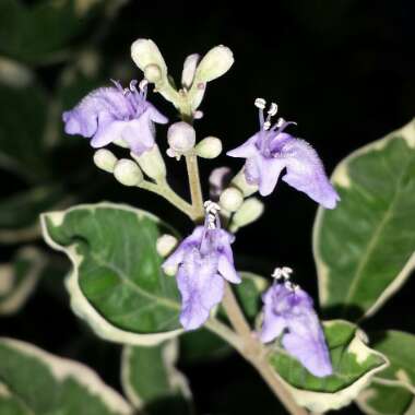 Vitex Trifolia Variegata