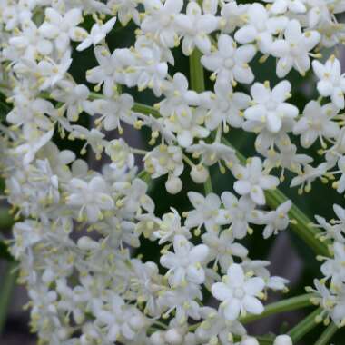 Sambucus nigra