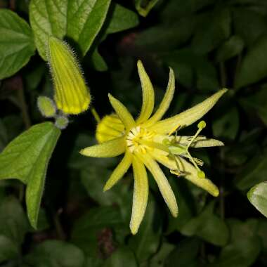 Passiflora Citrina