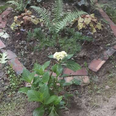 Hydrangea 'Limelight'