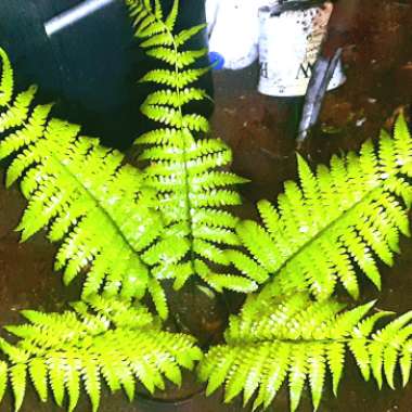 Ostrich fern