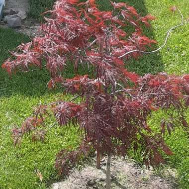 Japanese Maple ‘Red Dragon'