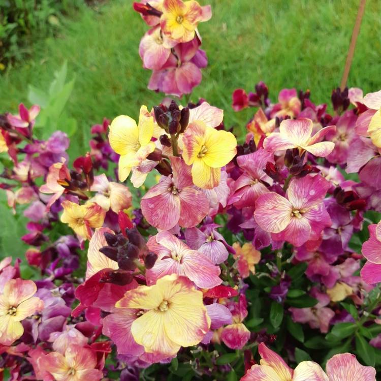 Erysimum cheiri 'Sunset Purple' (Sunset Series), Wallflower 'Sunset ...