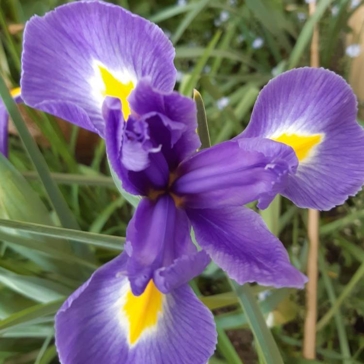 Plant image Iris x hollandica 'Sapphire Beauty'