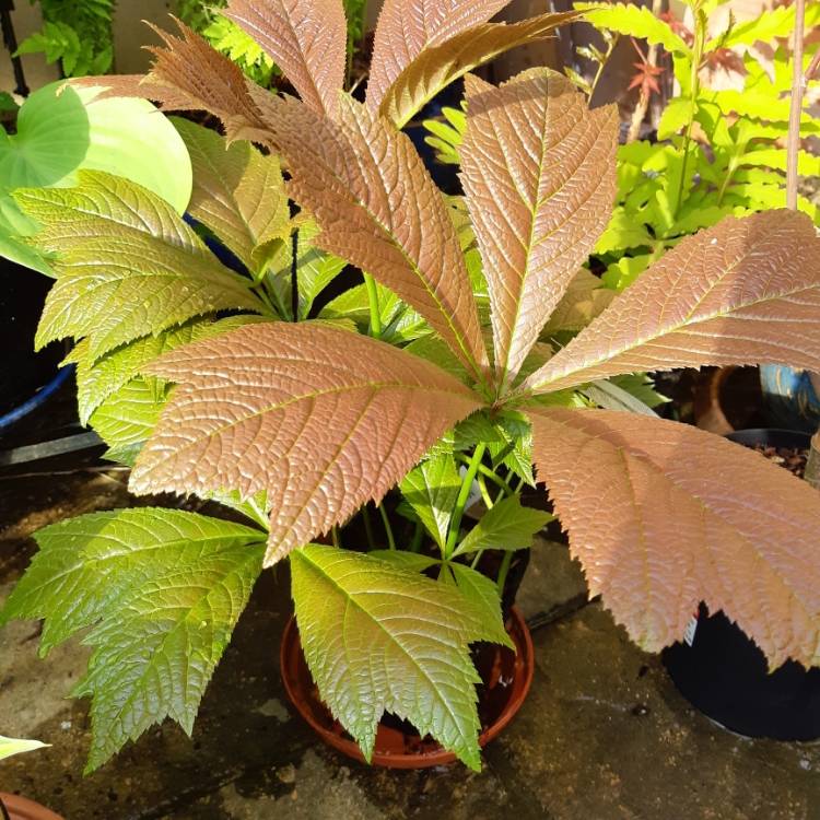 Plant image Rodgersia podophylla 'Rotlaub'