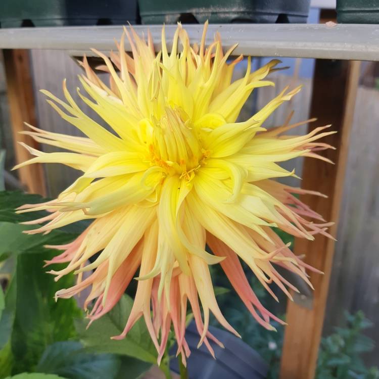 Dahlia 'Normandie Frills', Dahlia 'Normandie Frills' (Fimbriated ...