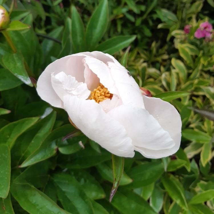 Plant image Paeonia lactiflora 'Krinkled White'