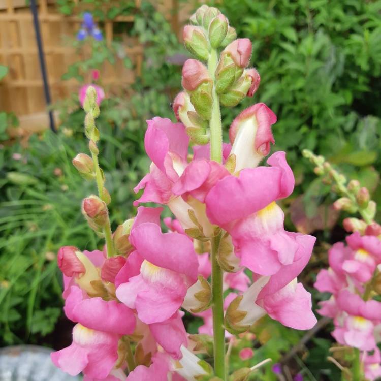 Antirrhinum majus 'The Rose', Snapdragon 'The Rose' - uploaded by @trees.p