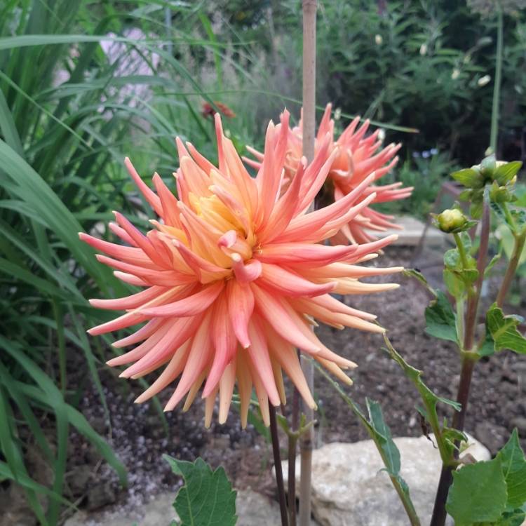 Plant image Dahlia 'Ryecroft Zoe'