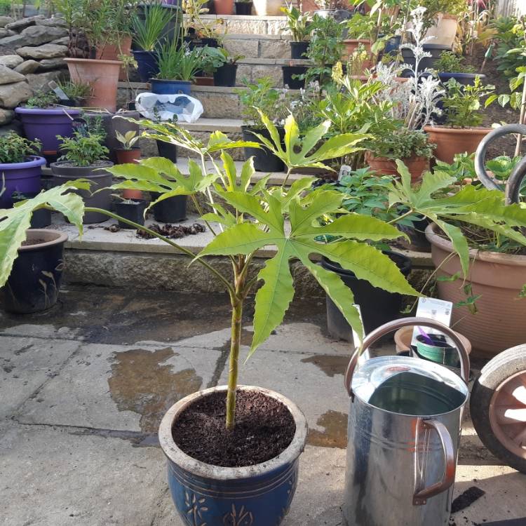 Plant image Fatsia polycarpa 'Green Fingers' syn. Aralia 'Green Fingers'