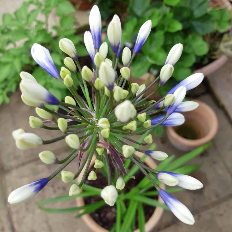 Plant image Agapanthus 'Ambic001' syn. Agapanthus 'Twister', Agapanthus 'Indigo Frost'