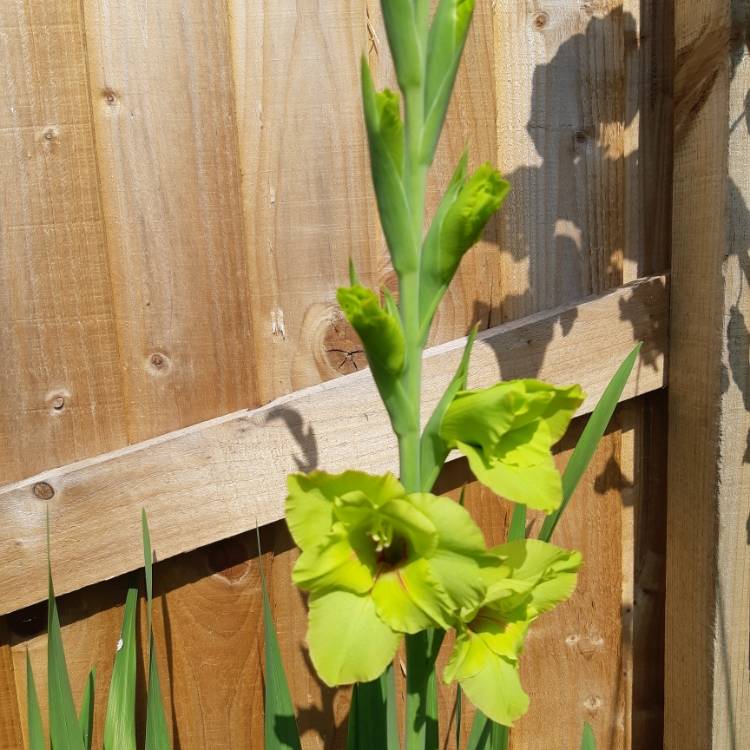 Plant image Gladiolus 'Green Star'