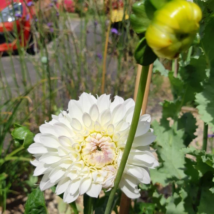 Plant image Dahlia 'Ryecroft Brenda T'