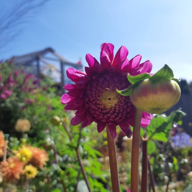 Plant image Dahlia 'Mary's Jomanda'