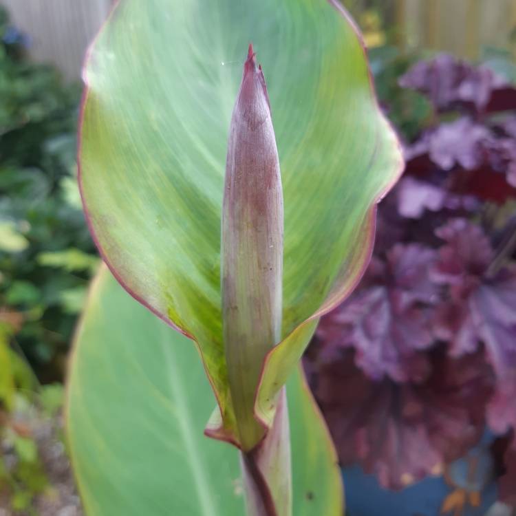 Plant image Canna 'Cannova Rose' (Cannova Series)