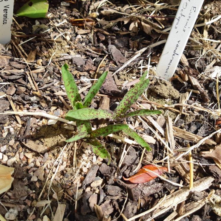 Plant image Eucomis vandermerwei