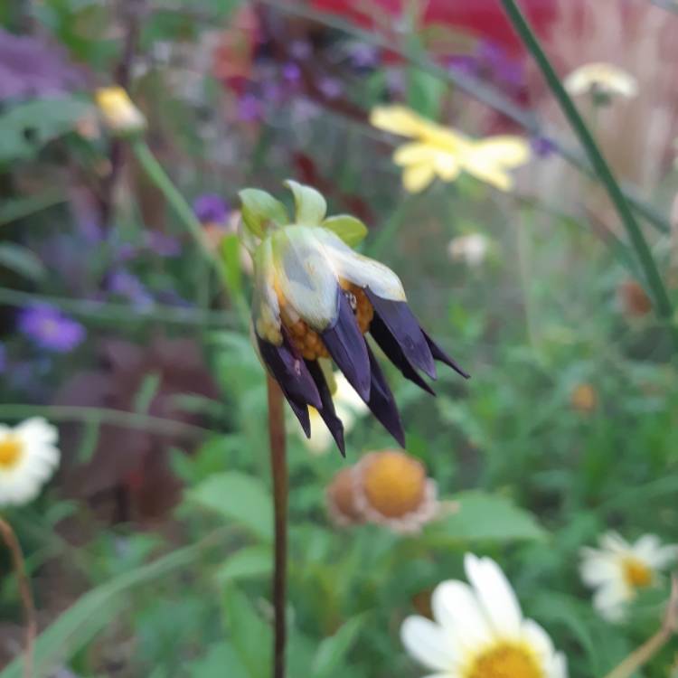 Plant image Dahlia 'Verrone's Obsidian'