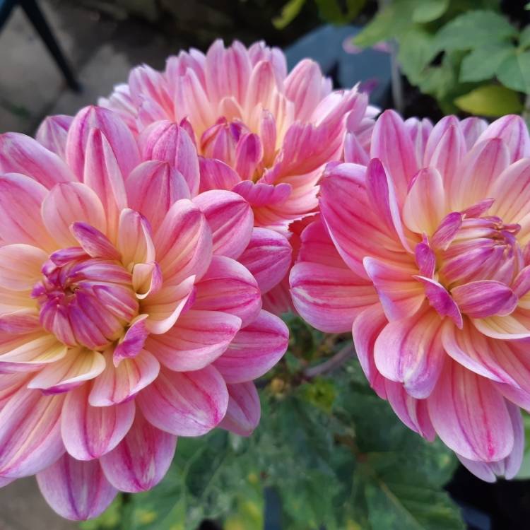 Plant image Dahlia 'Pink Magic'