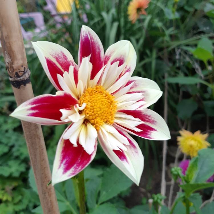 Plant image Dahlia 'Fashion Monger'