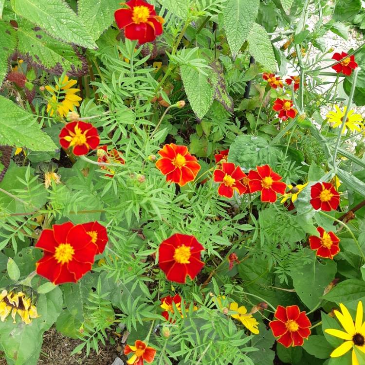 Plant image Tagetes patula 'Cinnabar'