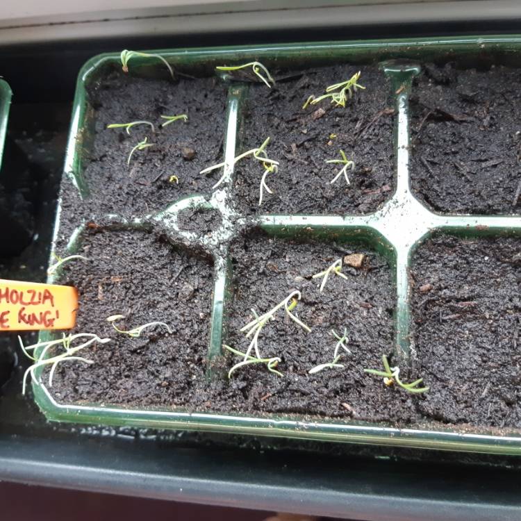 Plant image Eschscholzia californica 'Orange King'