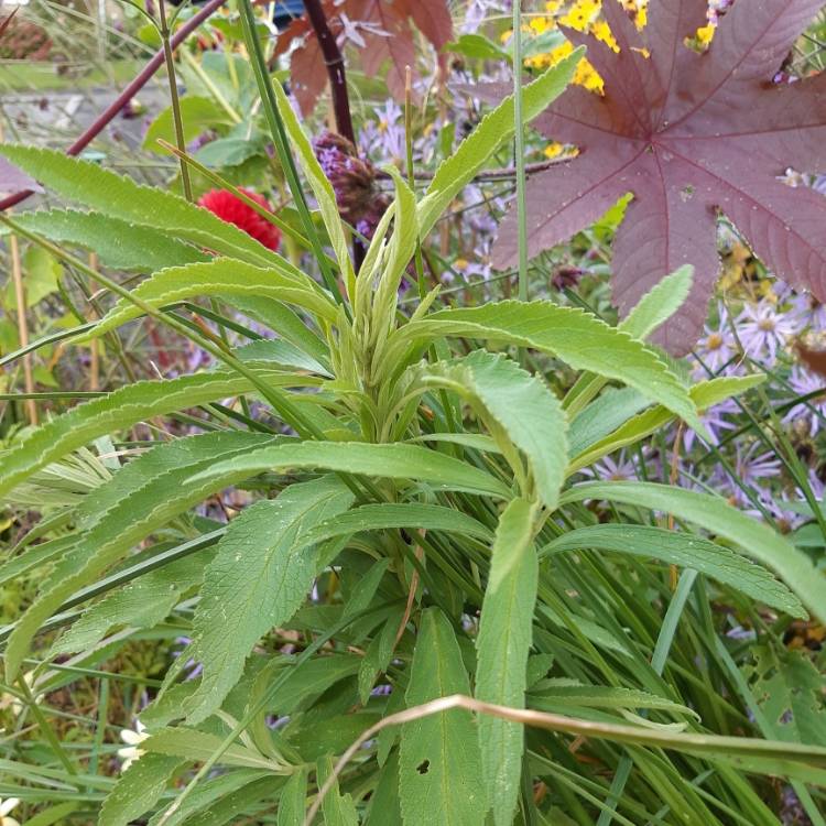 Plant image Leonotis leonurus