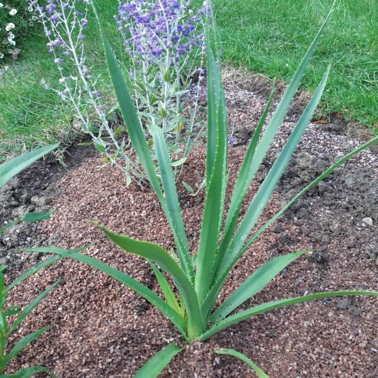 Plant image Eryngium pandanifolium Physic Purple