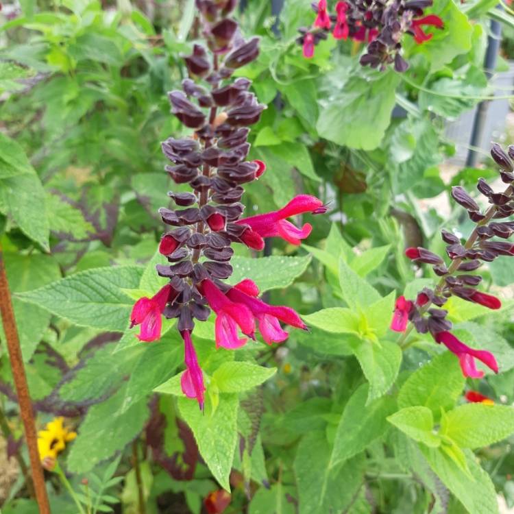 Plant image Salvia Amante