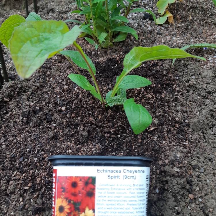 Plant image Echinacea 'Cheyenne Spirit' (Orange)