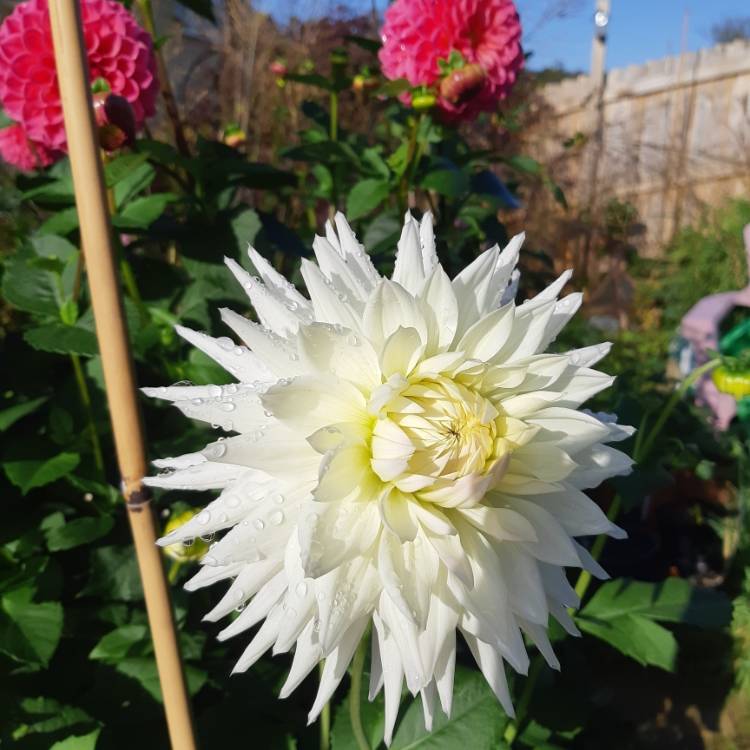 Plant image Dahlia 'Kenora Challenger'