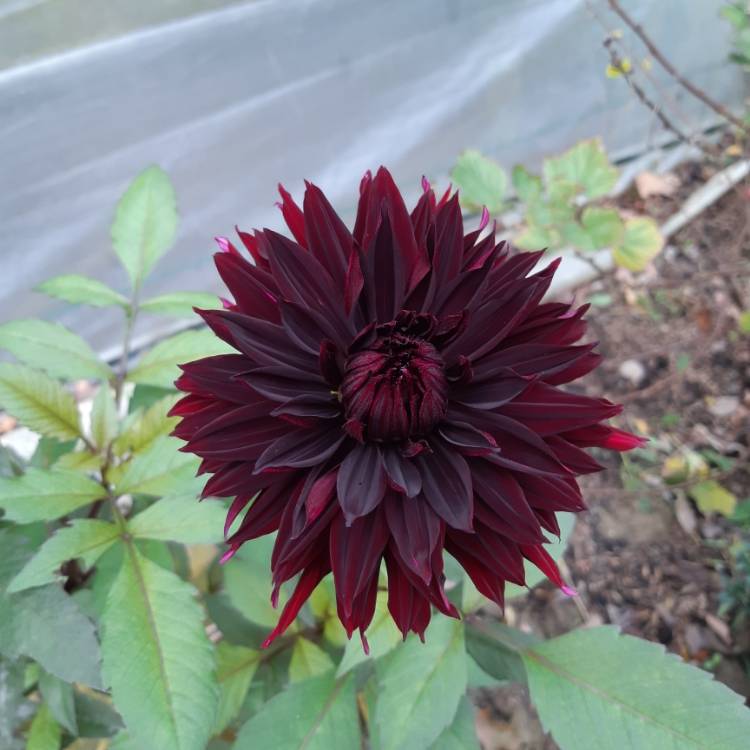 Plant image Dahlia 'Black Jack'