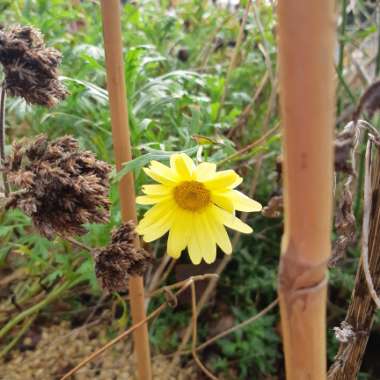 Argyranthemum Jamaica Primrose 