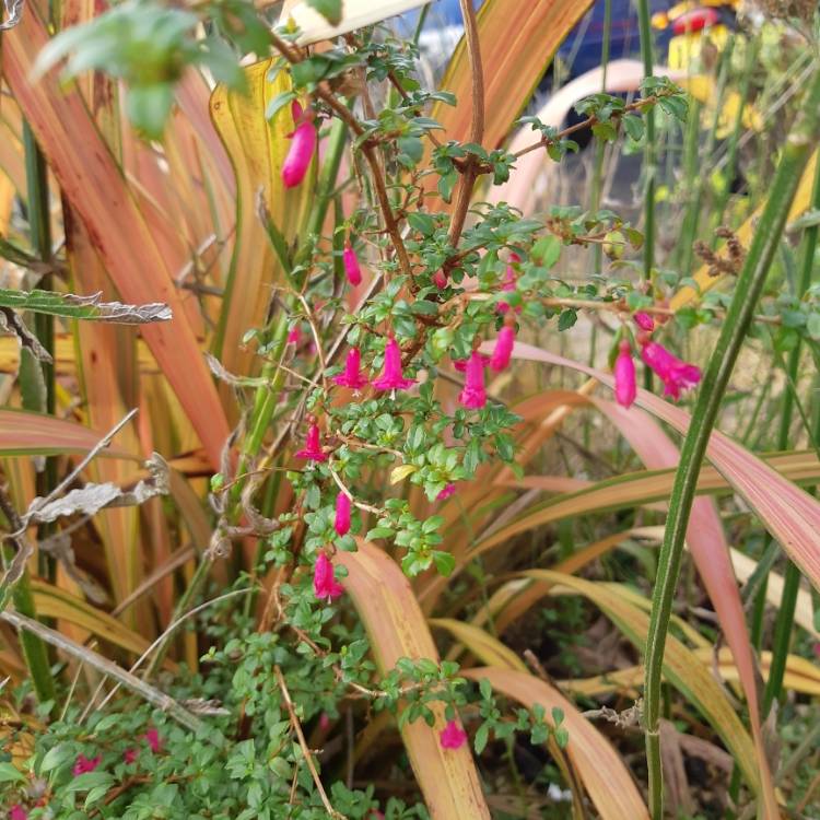 Plant image Fuchsia thymifolia