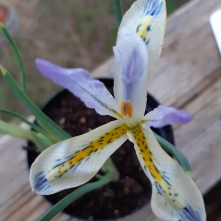 Plant image Iris 'Painted Lady' syn. Iris reticulata 'Painted Lady'