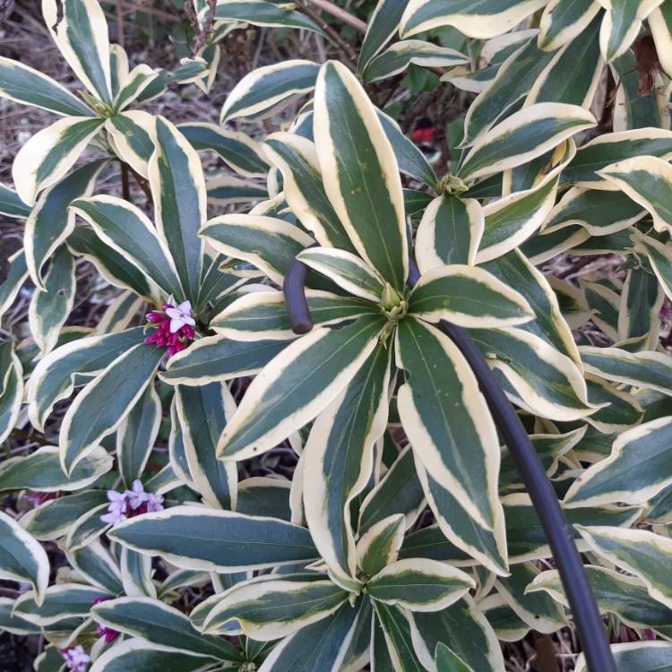 Plant image Daphne odora 'Rebecca'